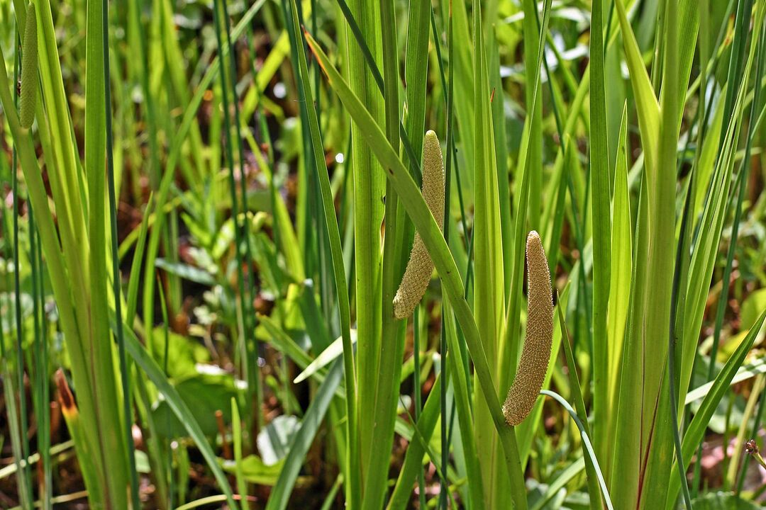 Calamus Kraider fir Potenz