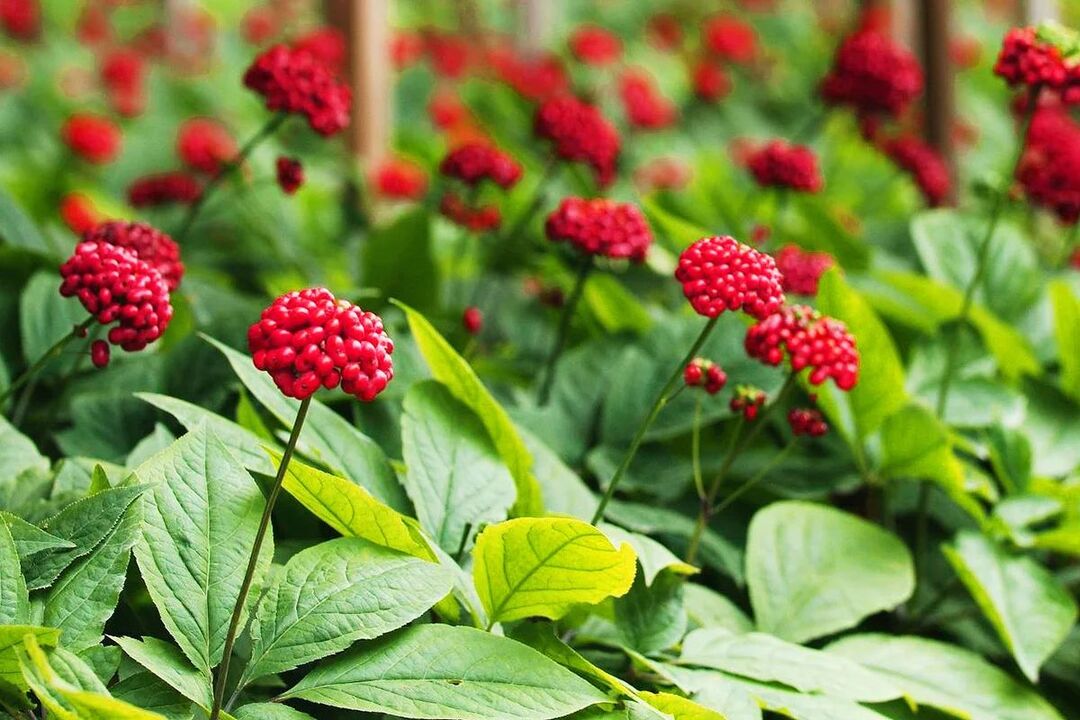 Ginseng Heilkräuter fir d 