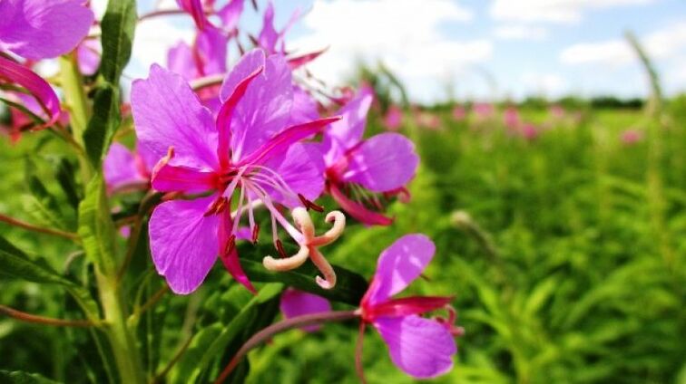 Fireweed Bléiestänn mat onbestreideg Virdeeler fir Männer